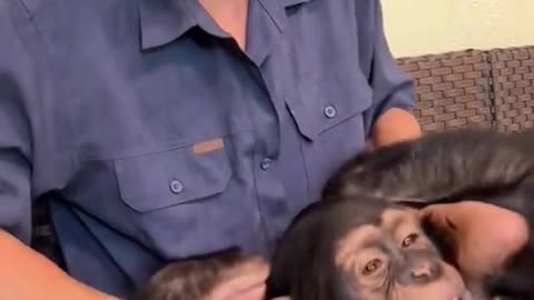 The orangutan is also very ticklish.