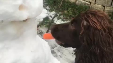 Brown dog blue vest grabs carrot out of snowman