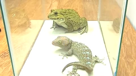 Live Feeding Giant Gecko Vs Giant Bull Frog - Amazing Wild Creatures