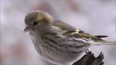 Beautiful bird on a tree branch