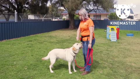 Free dog training series-lesson 2:how to teach your dog sit your drop