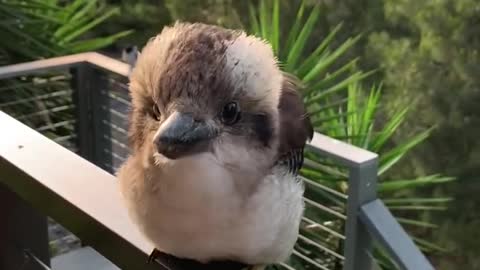 Adorable Baby Kookaburra Demonstrates its Signature Laugh