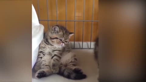 Tiktok cute CAT funny videos