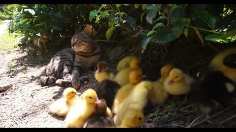 A big cat and a bunch of little yellow ducks
