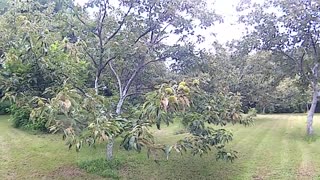 Chestnut orchard walk around nut tree hobby