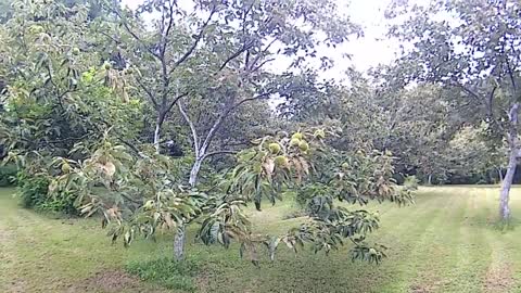 Chestnut orchard walk around nut tree hobby