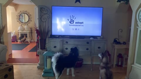Husky wants to get the shelter dog out of the tv!
