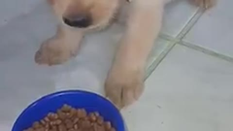 Puppy dog eat cat food