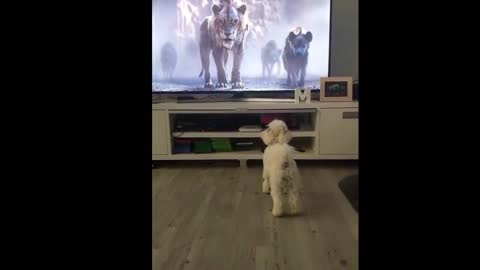 Puppies love to watch TV, but there is so timid