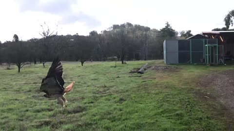 Hawk Launches Back To Freedom After Being Rehabilitated