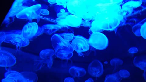 Blue Jelly Fish - Best review Jelly Fish