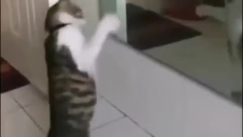Funny and Cute Cats Video #279