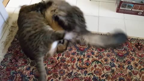 Fat cat fight