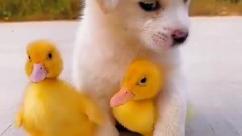 Cute puppy and fun animal video dog lover video