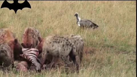 The hyena group preys on live zebras, and the scene is extremely tragic