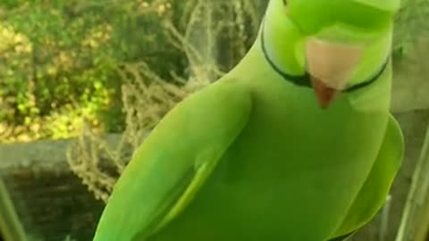 Green bird nice brids