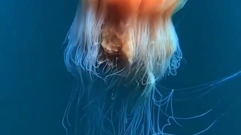 The Lion’s Mane Jellyfish