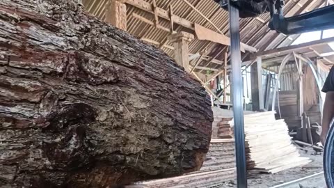 Dramatic, Tense And Reckless During The Sawmill Of The World's Largest Pine Tree Trunk