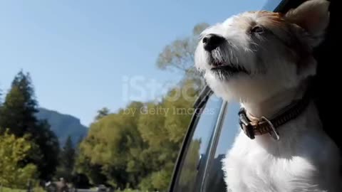 Jack Russell Terrier Looks Out The Open Window Of The Car. Slow Motion Video
