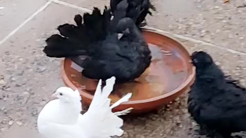 Black and white pigeons