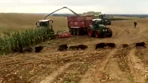 Wild boars in a corn field