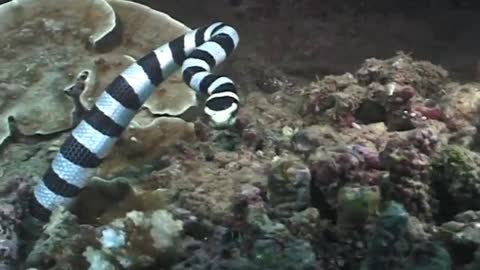 Sea snakes are hunting fish deep in the water