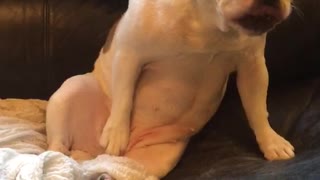 French bulldog black couch scratching himself