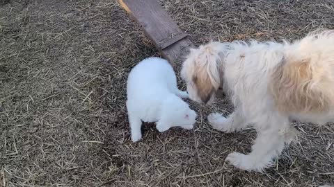 Sophia and her puppy are reunited