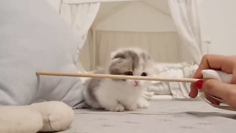 Adorable videos of short-legged cats and cute kittens