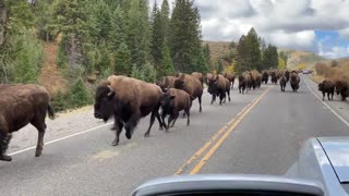 Buffalo Take Over The Road In Yellowstone