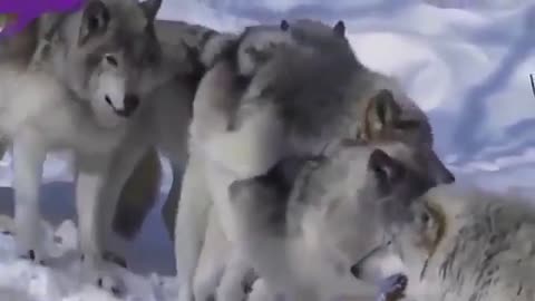 wolfs mating
