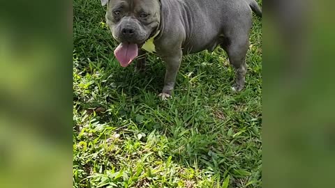 Cachorro American Bully de paseíto 😍