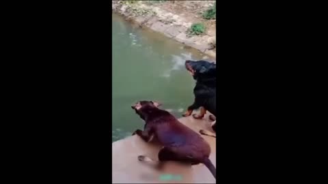 Funny animals - Funny cats _ dogs - Funny animal videos 2024- Haypyy Pett