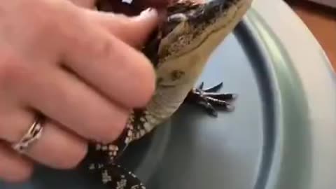 Baby alligator loves pets