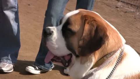 Big Dogs at the Del Mar California fairground (in HD)