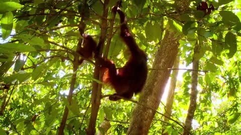 Baby Orangutan Bursts Into Tears On The Climbing Ropes