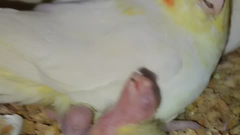 Cockatiel parrots babies