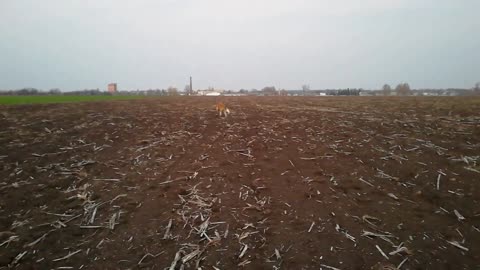 Joyful dog walks in the field. Moscow watchdog