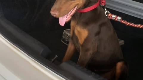 Cindy The Doberman