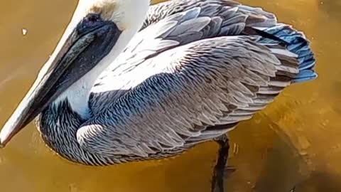 Brown Pelican Dislikes Bread #NatureInYourFace