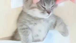 Cat Massage Time