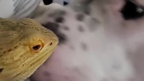 Pittie Starts Snuggling With A Bearded Dragon