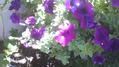 Beautiful purple petunia flowers in the flower shop, beauty splendor [Nature & Animals]