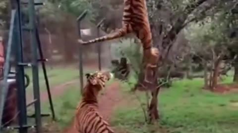 Tiger is verry agresive