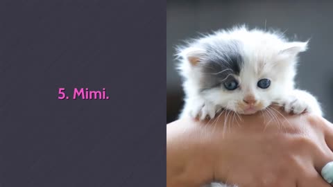 🐈 TOP 10 Cutest Cat Names