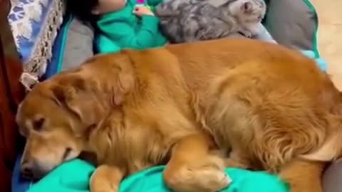 Funny video of cat and dog