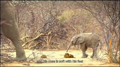 Besides eating and drinking, what else can an elephant trunk do?