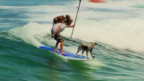 Dogs Paddle Board with Owner