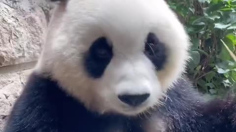 Eating pandas are so cute