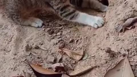 Cat Catching snakes funny video